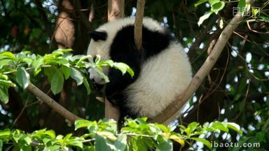 熊猫竹子幼崽濒临灭绝